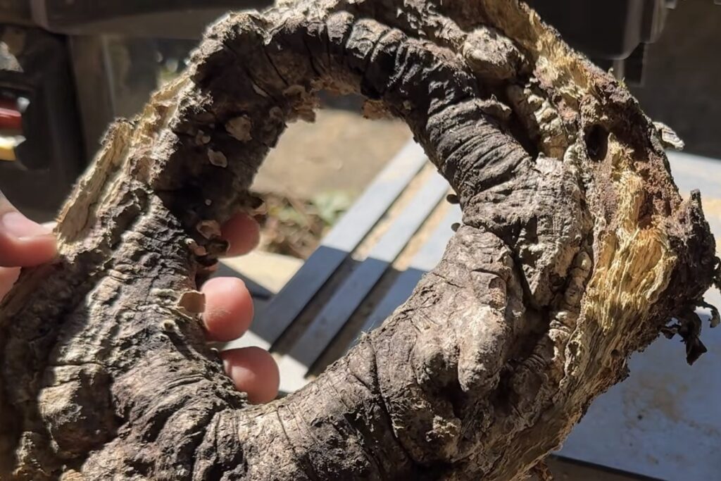 White Oak Branch Collar