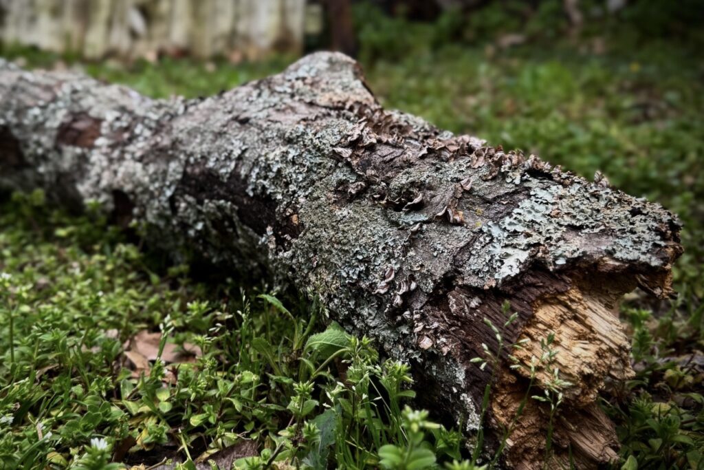 White Oak Deadfall Branch